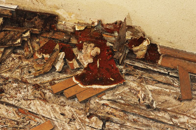 Dry Rot Remediation in Roswell, GA