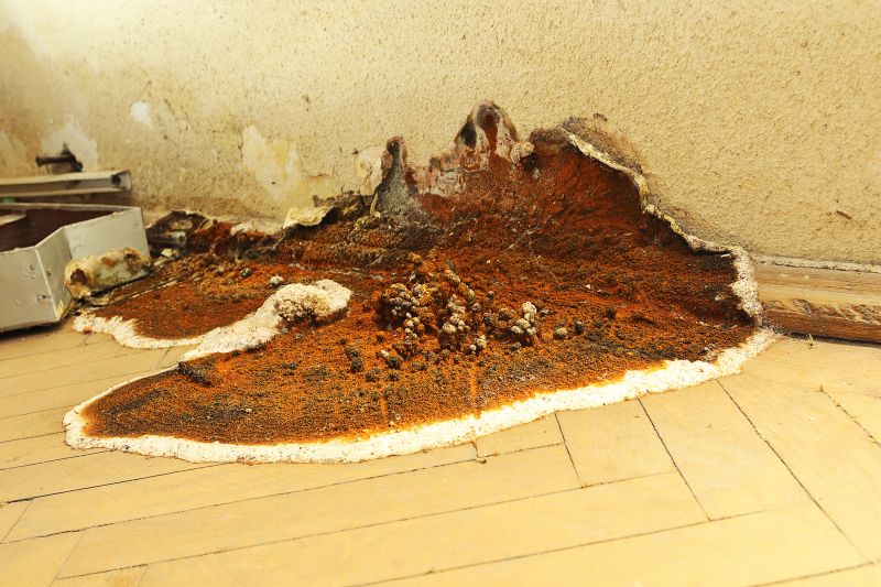 Dry Rot Remediation in Longmont, CO