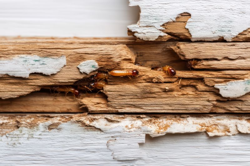 Pest Damage Repair in Boulder, CO