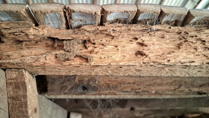 Pest Damage Repair in Wilmington, NC