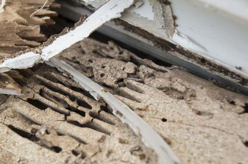 Pest Damage Repair in Kansas City, MO