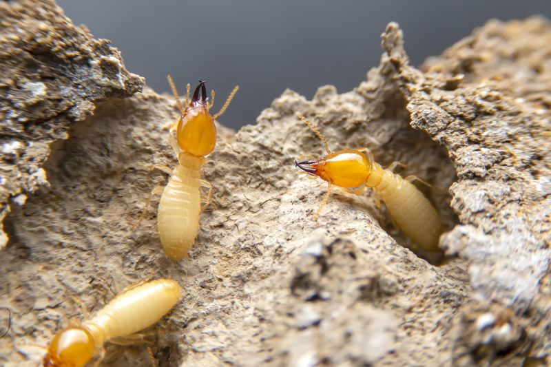 Termite Damage Repair Service in Wilmington, NC