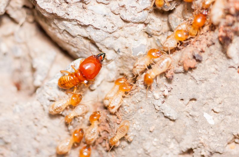 Termite Damage Repair Service in Indianapolis, IN