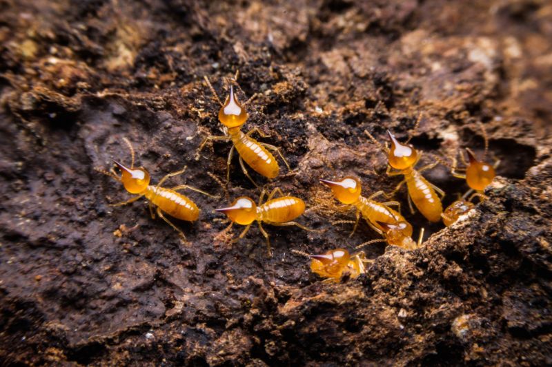Termite Damage Repair Service in Indianapolis, IN