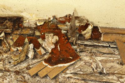 Wood Rot Removal in Kansas City, MO